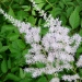 Astilbe
