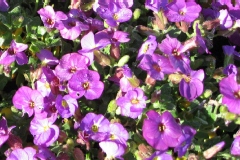 Aubriète, Aubriète 'axcent violet'