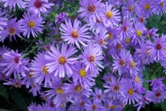 Aster novae-angliae 'Little Carlow'