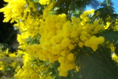 Mimosa d'hiver