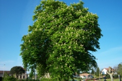 Aesculus hippocastanum