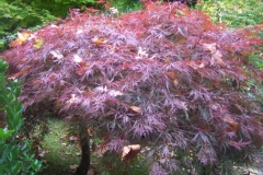Acer palmatum 'Dissectum Rubrum'