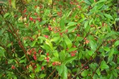 Aronie à feuilles d'arbousier 'brillant', Aronia 'brillant'