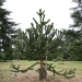 Araucaria du chili, Désespoir des singes