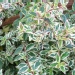 Abelia X grandiflora 'Confetti'