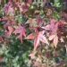 Acer palmatum 'Deshojo'