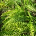 Herbe au soldat, Herbe au charpentier, Achillée millefeuille, Herbe aux coupures