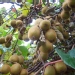 Souris végétale, Kiwi, Actinidia de chine, Groseille de chine