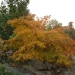 Acer palmatum 'Osakazuki'