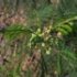 Acacia leucocephala