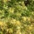 Acer palmatum 'Crispii'