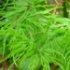 Acer palmatum 'Seiryu'