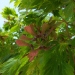 Acer japonicum 'Aconitifolium'