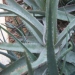Aloe vera, Aloès officinal, Aloès vrai