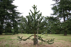 Araucaria araucana