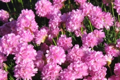 Gazon d'espagne, Armérie rose