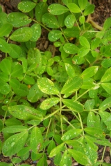 Cacahouète, Arachide