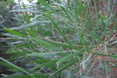 Acacia retinodes, Mimosa des 4 saisons