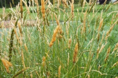 Stipa calamagrostis