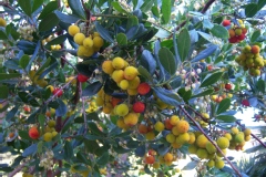Arbre à fraises, Arbousier commun, Arbousier