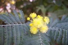Mimosa d'hiver