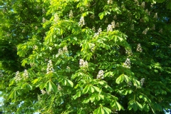 Aesculus hippocastanum