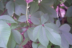 Aesculus parviflora