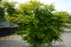 Photo de Acer palmatum 'Sango-kaku'
