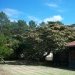 Acacia de constantinople, Arbre à soie