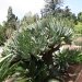 Aloes, Aloes plicatilis