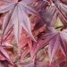 Erable 'bloodgood', Erable du japon, Erable du japon 'bloodgood', Erable japonais