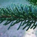 Sapin de crimée, Sapin de nordmann, Sapin de noël, Sapin du caucase