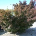 Acer palmatum