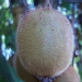 Actinidia chinensis