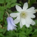 Anemone des apennins, Anémone