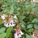 Abélie, Abélia à grandes fleurs, Abélia