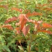 Acer ginnala