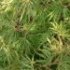 Acer dissectum 'Viridis'