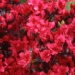 Azalea 'Johanna'