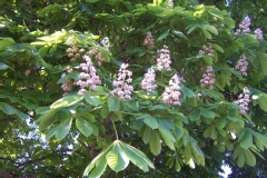 Aesculus hippocastanum