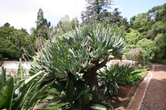 Aloes, Aloes plicatilis