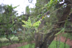 Mimosa à feuilles triangulaires