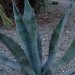 Agave, Agave américaine