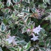 Abelia X grandiflora 'Confetti'