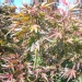 Acer palmatum