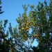 Arbutus unedo