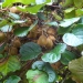 Souris végétale, Actinidia de chine, Groseille de chine, Kiwi 'hayward'