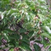 Actinidia callosa