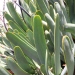 Aloes, Aloes plicatilis