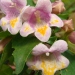 Abélie, Abelia engleriana, Abelia